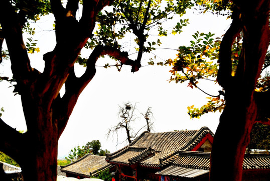 树影中的寺院古树