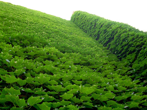 爬山虎 草壁
