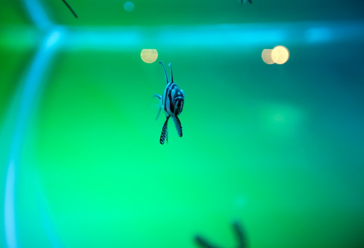 海底世界 海洋生物 热带鱼