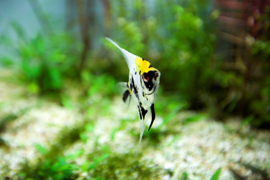 海底世界 海洋生物 热带鱼