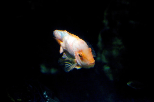 海底世界 海洋生物 长风公园