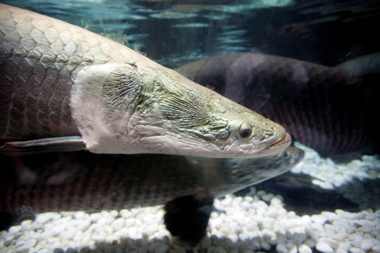 海底世界 海洋生物 长风公园