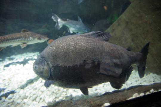 海底世界 海洋生物 长风公园