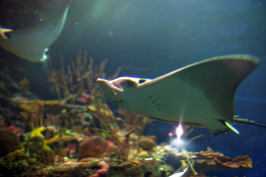 海底世界 海洋生物 长风公园