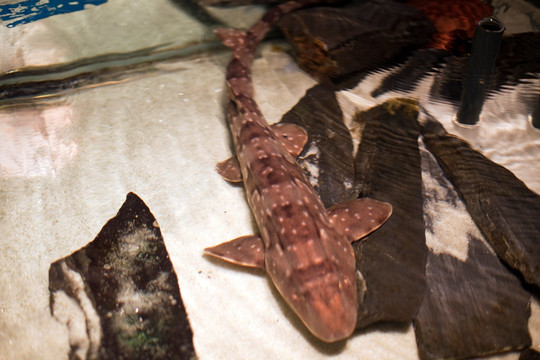 海底世界 海洋生物 长风公园