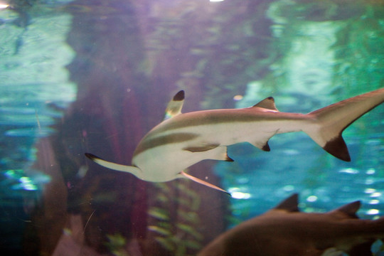 海底世界 鲨鱼 水族馆 热带鱼