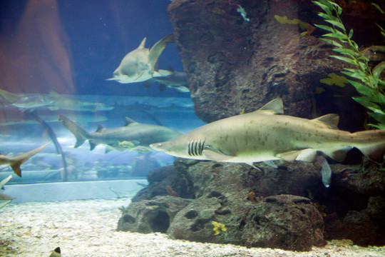 海底世界 鲨鱼 水族馆 热带鱼