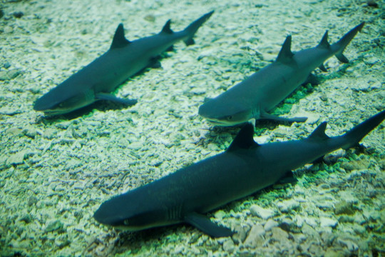 海底世界 鲨鱼 水族馆 热带鱼