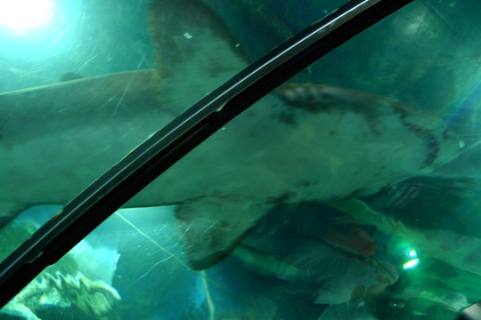 海底世界 鲨鱼