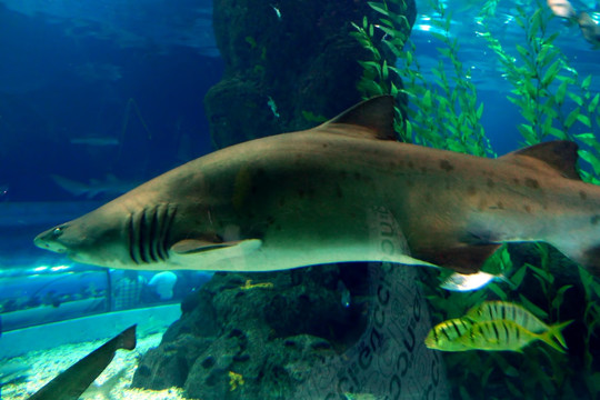 海底世界 鲨鱼 水族馆