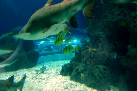 海底世界 鲨鱼 水族馆