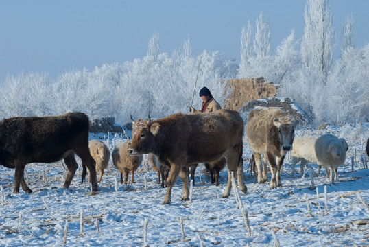 雾凇冰挂 冬季牧场 牛群羊群