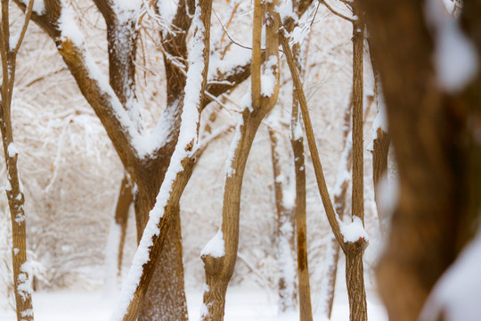 雪景