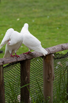 鸽子 鸟类 白鸽 信鸽 动物
