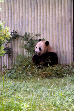 大熊猫 上海野生动物园 动物