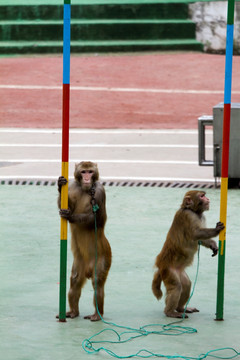 训兽表演 猴子爬竿 马戏表演