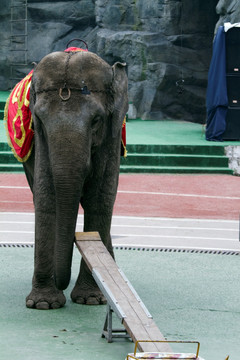 训兽表演 大象 马戏表演 上海