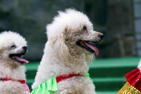 宠物犬 贵宾犬 狗 可爱 休闲