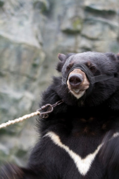 狗熊 上海 动物 野生动物园