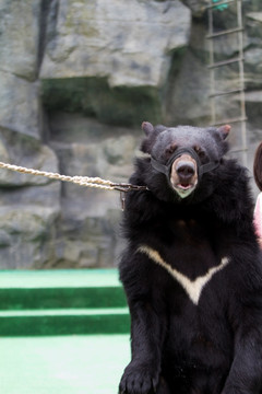 狗熊 上海 动物 野生动物园