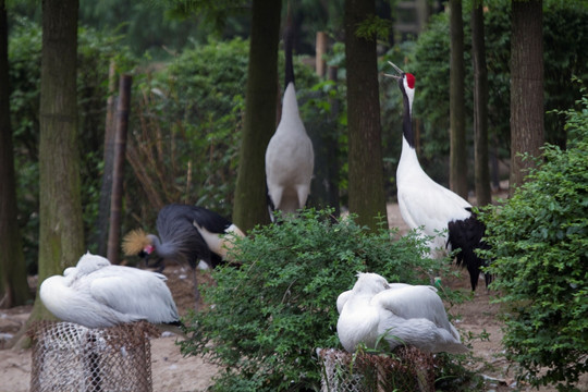 丹顶鹤 鸟类 上海野生动物园