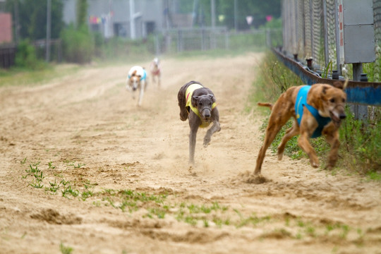 赛狗 奔跑 上海野生动物园