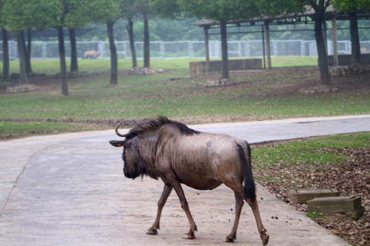 野牛 动物 野生动物园 上海