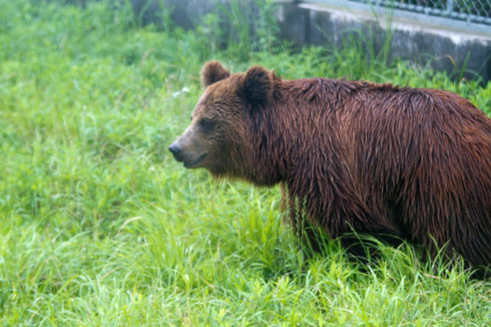棕熊 狗熊 猛兽 野生动物园