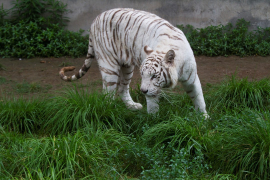 白虎 猛兽 动物 野生动物园