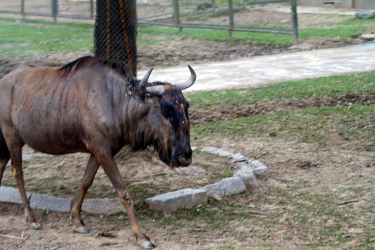 牦牛 动物 野生动物园 上海