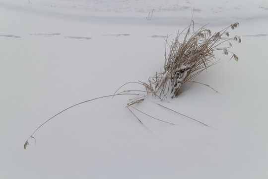 雪地上的芦苇 脚印