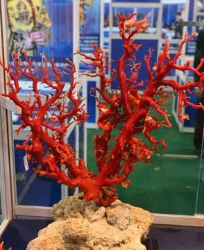红珊瑚原石