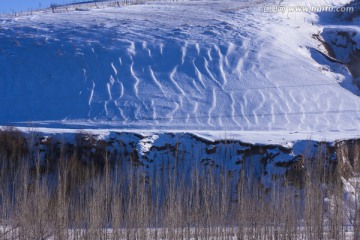 雪山  树林