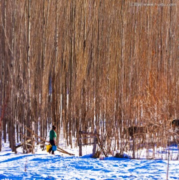 杨树