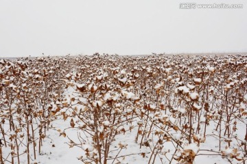 棉花 雪景