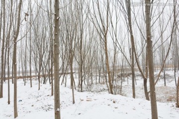 雪景 冬景