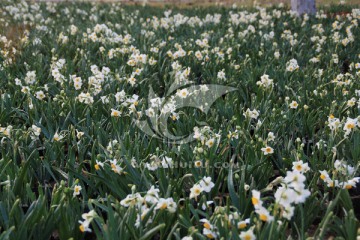 水仙花