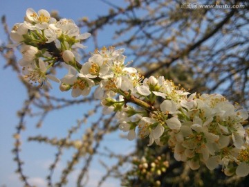 梨花