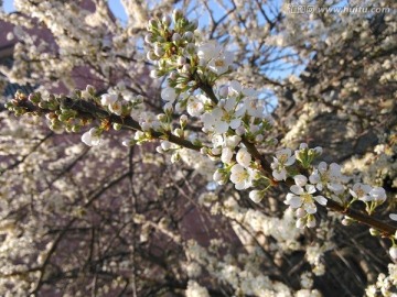千树万树梨花开
