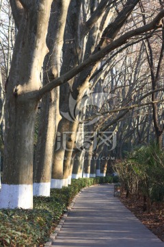 南京植物园自然风光特写