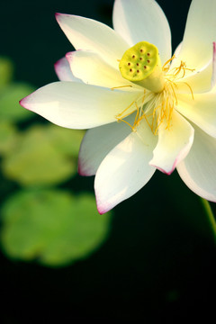 中国荷花名品 米芙蓉