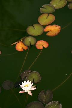 荷花名品 玉盏