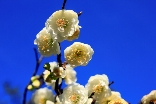 梅花