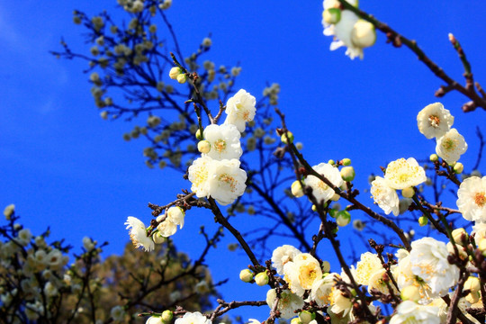 梅花