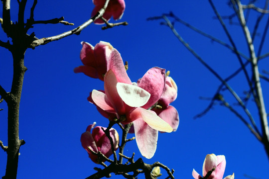 玉兰花