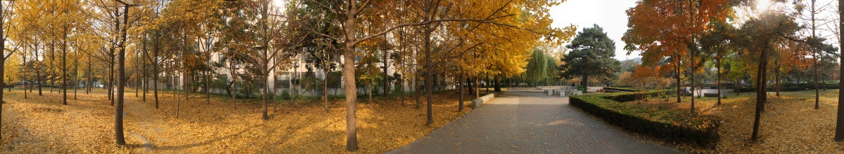 清华大学的秋天360全景