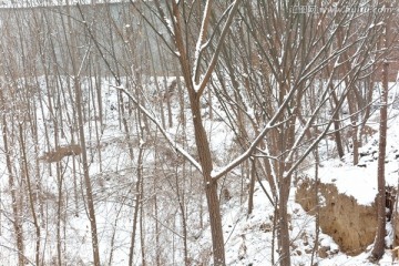 雪景 冬景