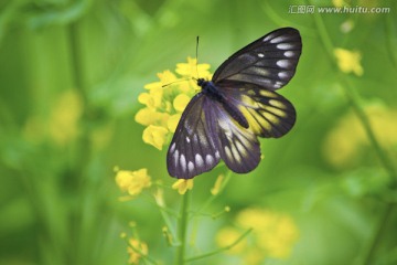 蝴蝶花草