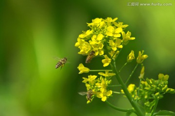 蜜蜂油菜花