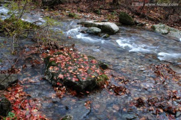 水 溪水 溪流 落英 绿石